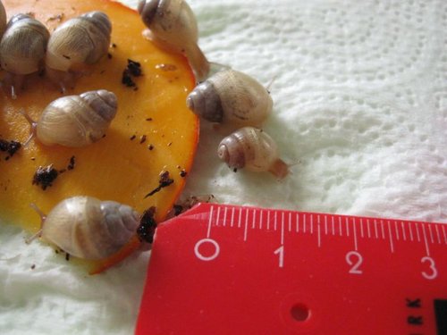 schneckchen und bobklein.jpg