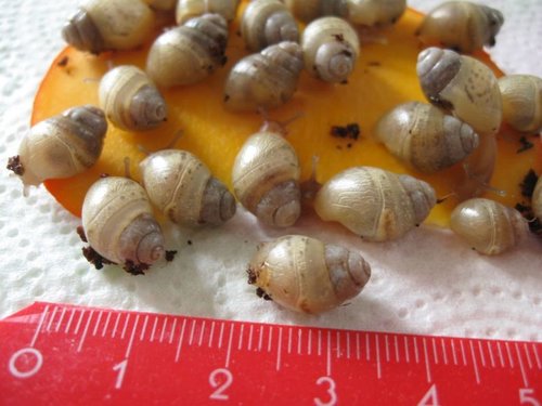 schneckchen so bigklein.jpg