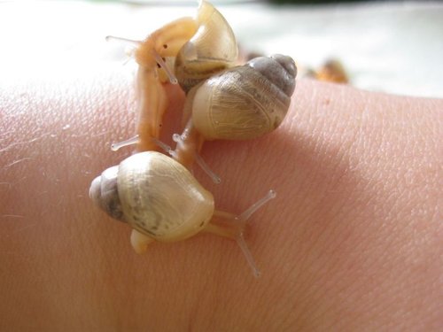 schneckchen am armklein.jpg