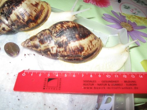 schneckenwachstum2.jpg
