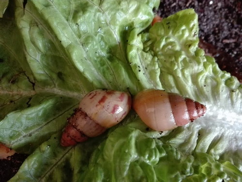 Limicolaria martensiana.jpg