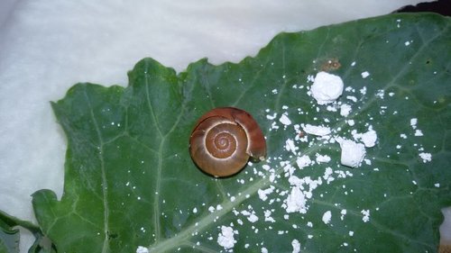 arme schneck1.jpg