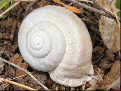 schnecke01.jpg