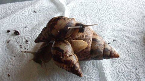 Tierbilder Septemper,Oktober 026.JPG