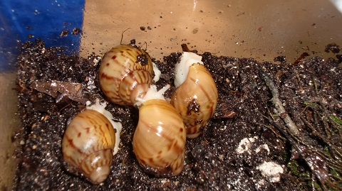 Tierbilder Septemper,Oktober 090.JPG