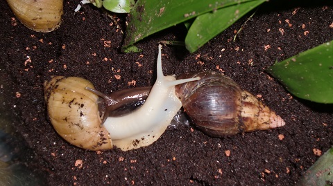 Tierbilder Septemper,Oktober 098.JPG