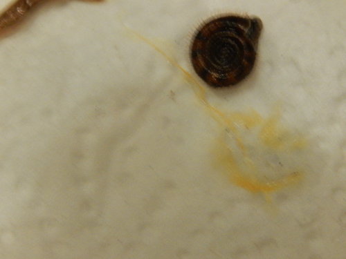 DSCN5005.JPG