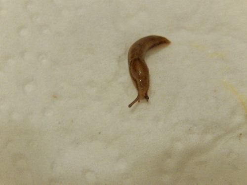 DSCN5006.JPG