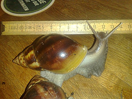 161120164564 - Kopie.jpg