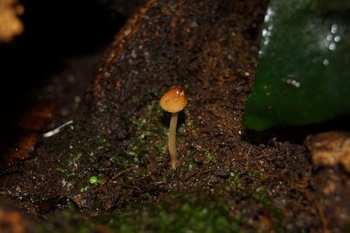 Pilz bei Ovums.jpg