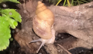 C__Data_Users_DefApps_AppData_INTERNETEXPLORER_Temp_Saved Images_untitled(8).png