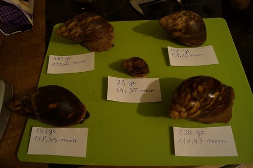 Ovums 7.11.2016.jpg