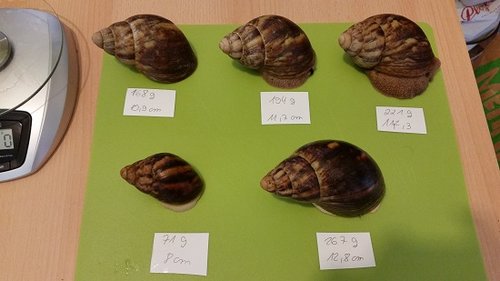 Ovums März 2017.jpg