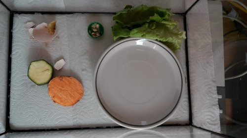 Terrarium mit Schnecke im Salatblatt.jpg