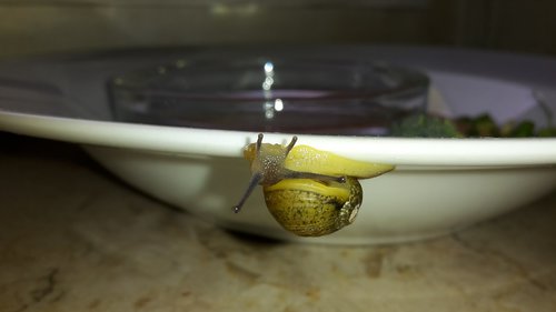 Schnecke umrundet ihr altes Zuhause.jpg
