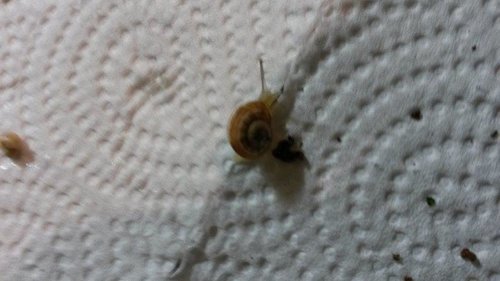 April2017Schnecke.jpg