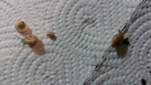 April2017Schnecke6.jpg