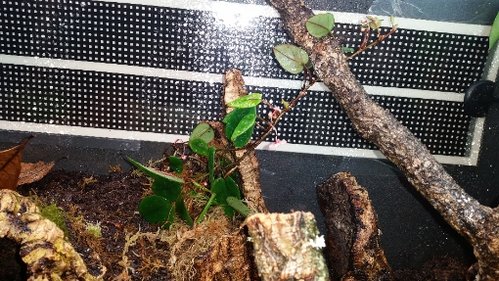 Begonia.jpg