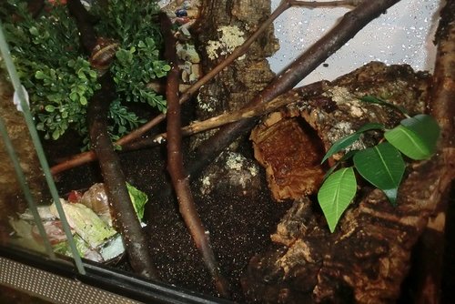 CornuTerrarium.JPG