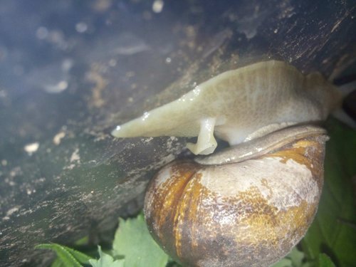 schnecke.jpg
