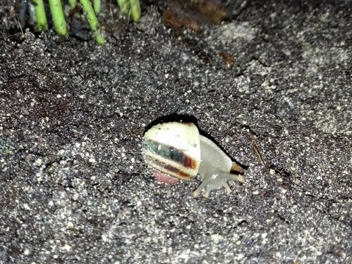 Acavus haemastoma haemastoma 1.jpg