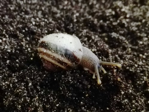 Acavus haemastoma haemastoma 4.jpg