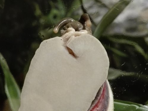 Acavus haemastoma haemastoma 5.jpg