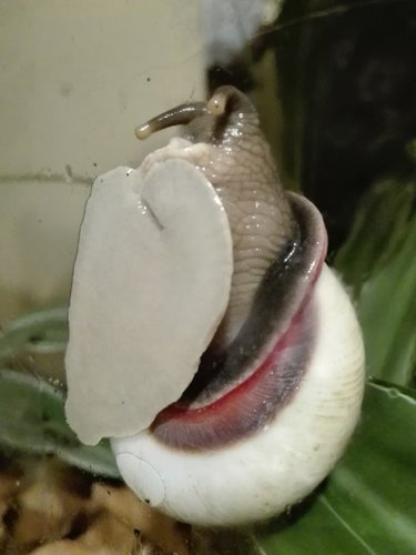 Acavus haemastoma haemastoma 6.jpg