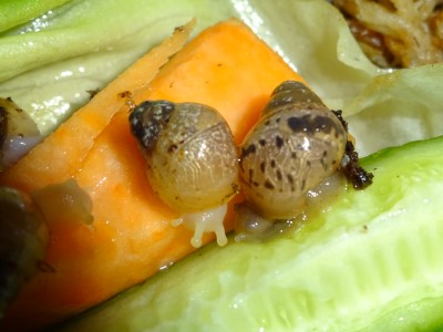 A. fulica.JPG