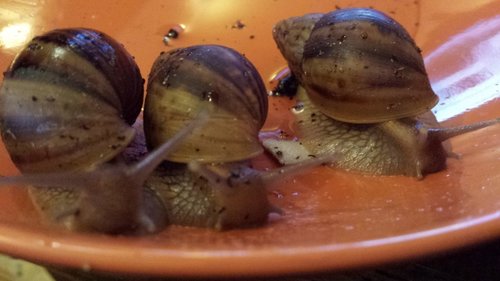 20170531_213731.jpg