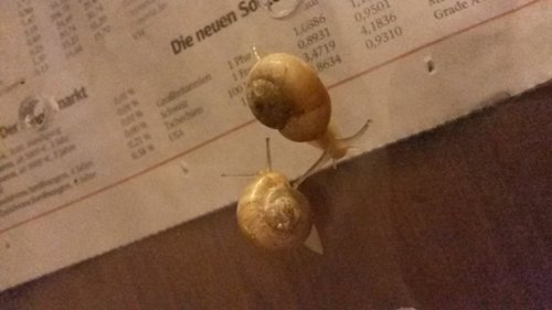 Schnecken klein.jpg
