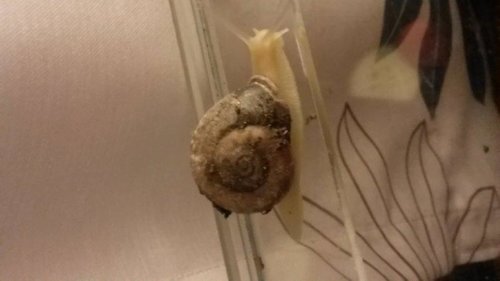 Schnecke dunkel2.jpg