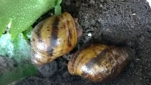 WP_20170629_009.jpg