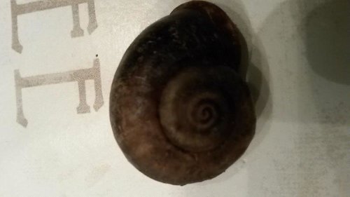 Schnecke1207_4.jpg