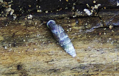 Schnecke.jpeg