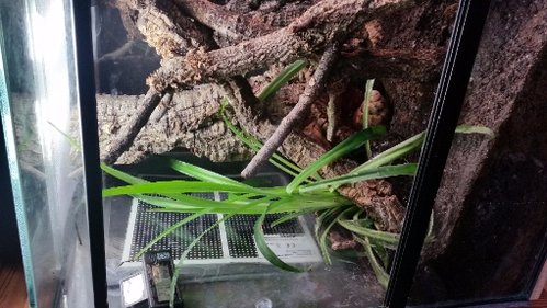 Grünlilie Juli 2017.jpg