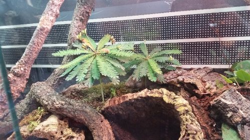 Biophytum sensitivum Juli 2017.jpg