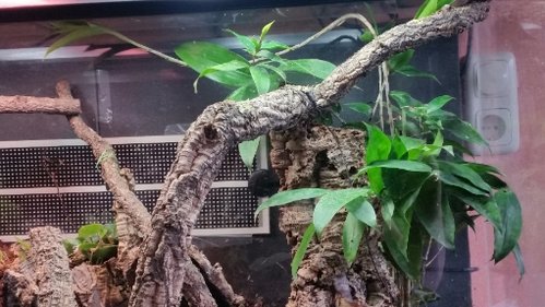 Dracaena surculosa Juli 2017.jpg