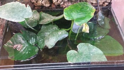 Anubias Barteri Juli 2017.jpg