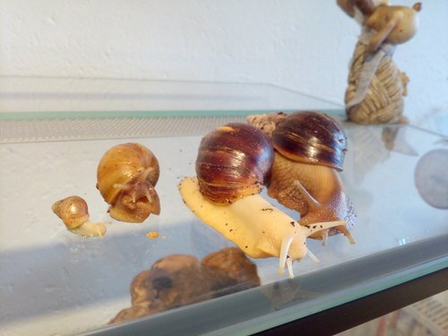 Brienne, Baelish, Osiris und Snow Dez (4).jpg