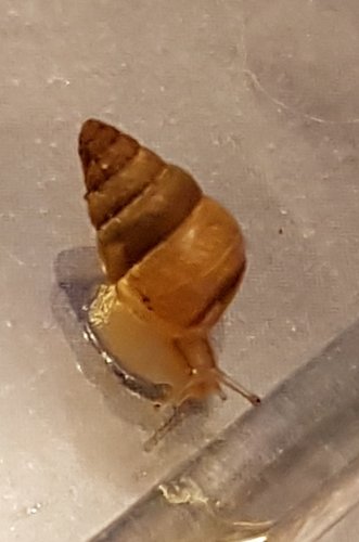 schnecke.jpg