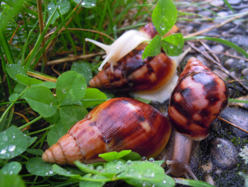 fulica.JPG