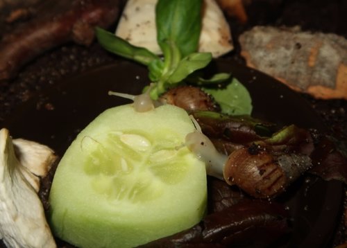 schnecke_170909.JPG