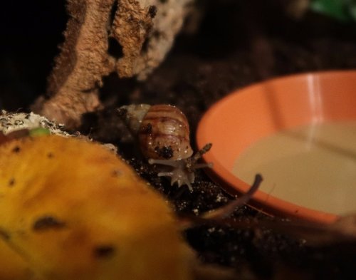 schnecke_170909b.JPG