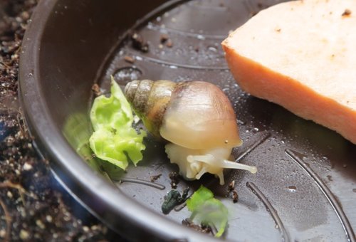 schnecke_170913b.JPG