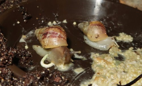 schnecke_170913c.JPG