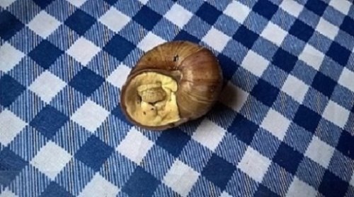 Weinbergschneckeruhe.jpg