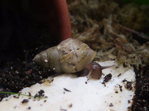 schnecke_170919a.JPG