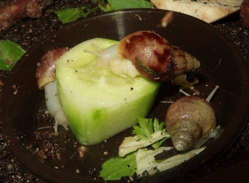 schnecke_170919b.JPG