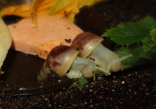 schnecke_170913e.JPG